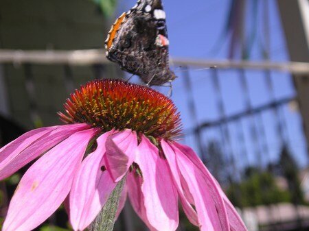 Butterfly and purple cone flower