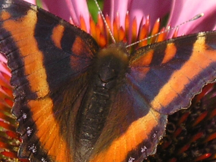 Butterfly on purple cone flower