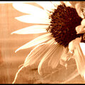 Sunflower Altered Photo