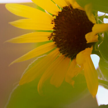 Sunflower Blur