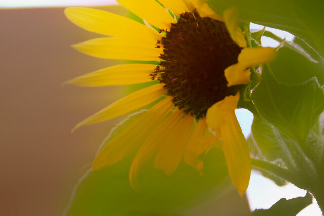 Sunflower Blur