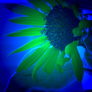Sunflower Blue