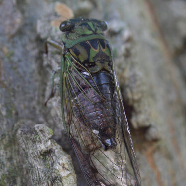 Cicada (Locust)