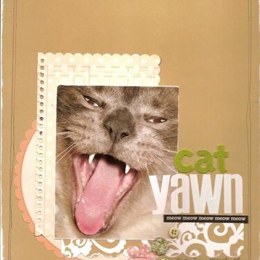 cat YAWN