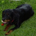 Sheeba & her bone