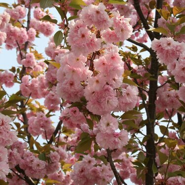 17. cherry blossoms +9