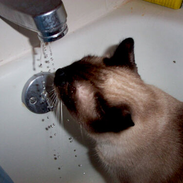 Drinkin&#039; from the faucet!