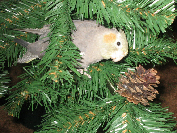 Christmas Tree Gaby