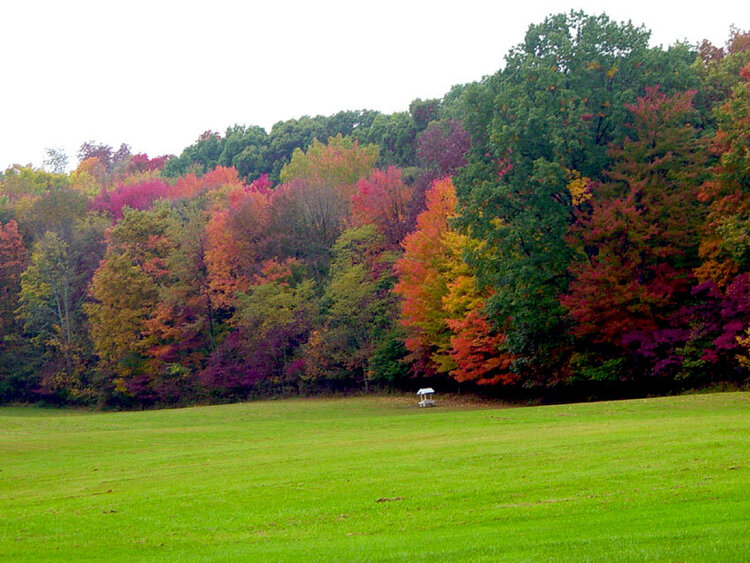 Fall Foilage in Central Ohio