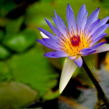 water lilly in Cancun