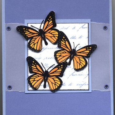 Butterflies Birthday Card