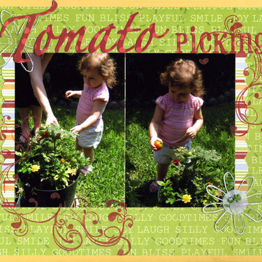 Tomato Picking