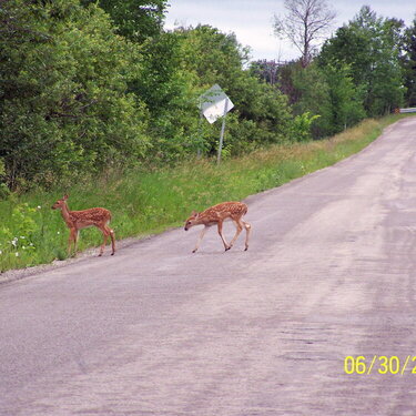 fawns crossing the road