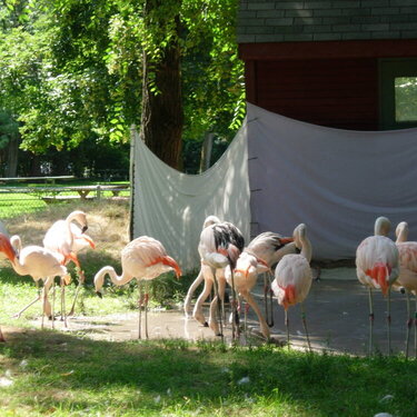 Aug. Challenge #10:  Pink flamingos