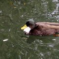 Wild duck #1