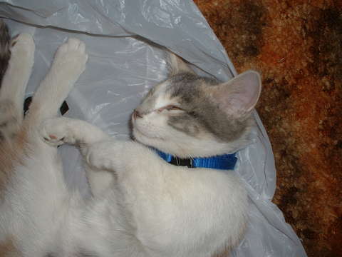 Snickers sleeping in a Walmart sack