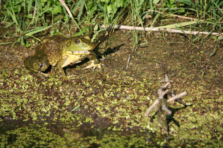 Bull Frog