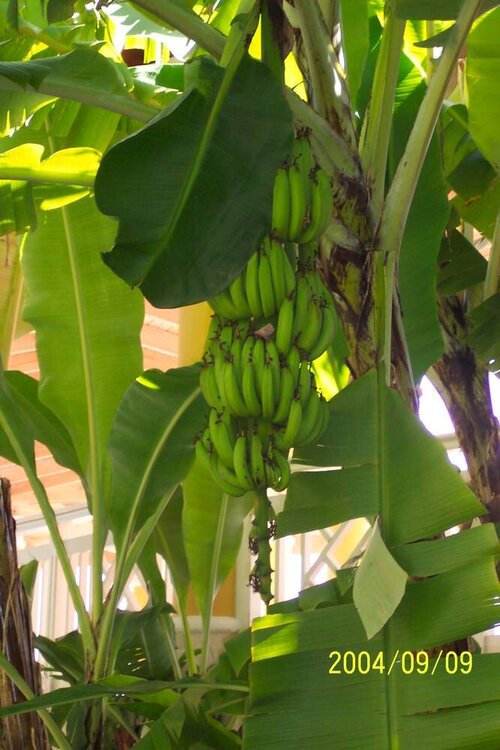 Banana Tree outside our room