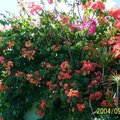 Tropical flowers of Jamaica