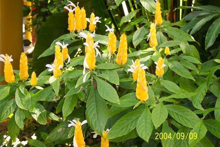 Shrimp Plant of Jamaica