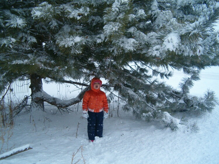 Taigan and our Pine tree - Junary 11, 2007 - First Snow