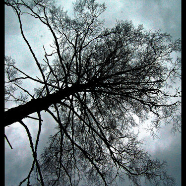 Stormy tree