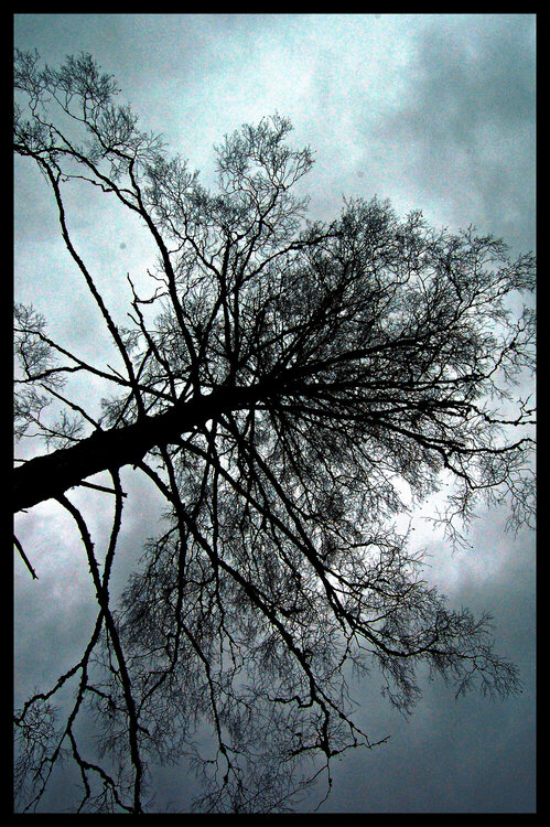 Stormy tree