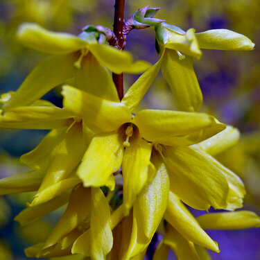 Yellow flower