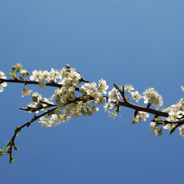 Plum tree flowers