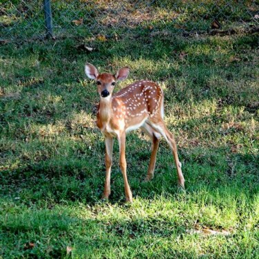 Fawn