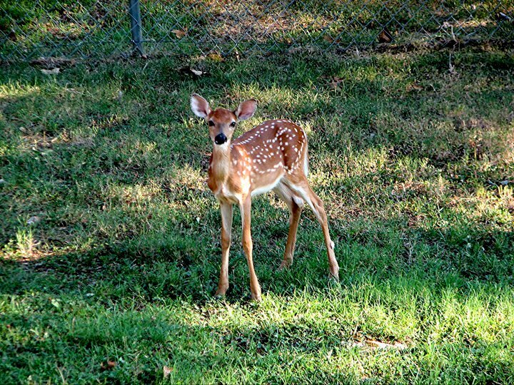 Fawn