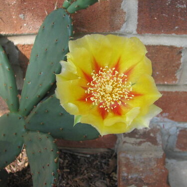 Cactus Flower 2