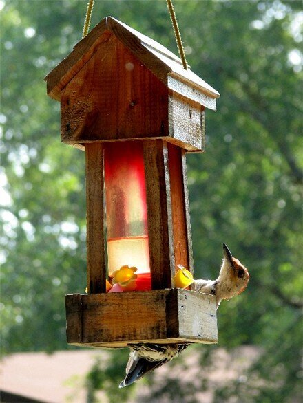 Red Bellied Woodpecker