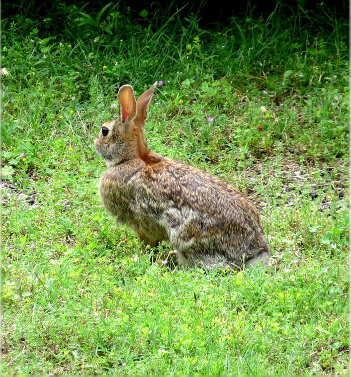 Rabbit 2016