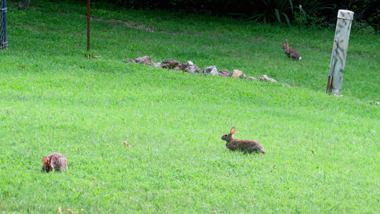 Rabbits Three