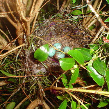 # 17  - Bird Nest with eggs (5 pts)