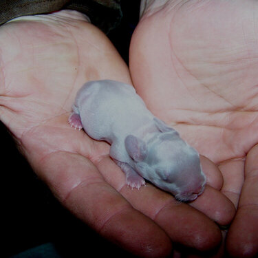 Baby Bunny 2 (one day old)