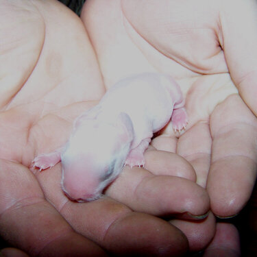 Baby Bunny 3 (one day old)