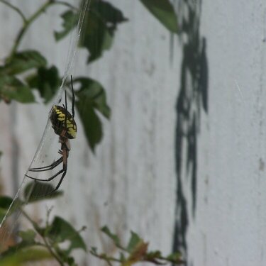 April Photo a Day 4-10 b