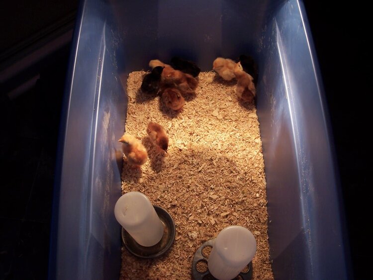 Chicks in their brooder