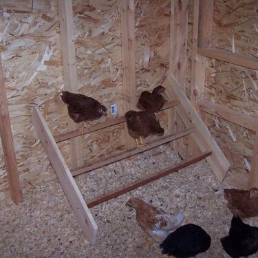 Chickies on the roost.