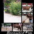 Barnyard_fun