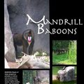 Mandrill Monkeys