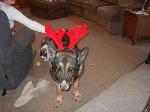 Rudolph&#039;s cousin?