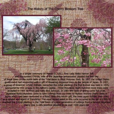The History of the Cherry Blossoms