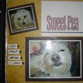 Sugar - My sweet dog