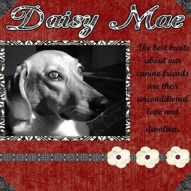 Daisy Mae