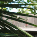SPINY-BACKED ORB WEAVER