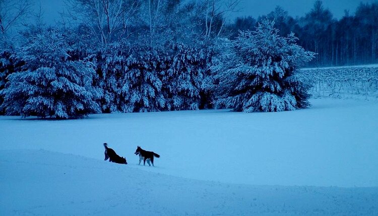 Huskies Enjoying a Snowy Morning