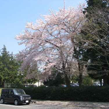 cherry blossom 2008